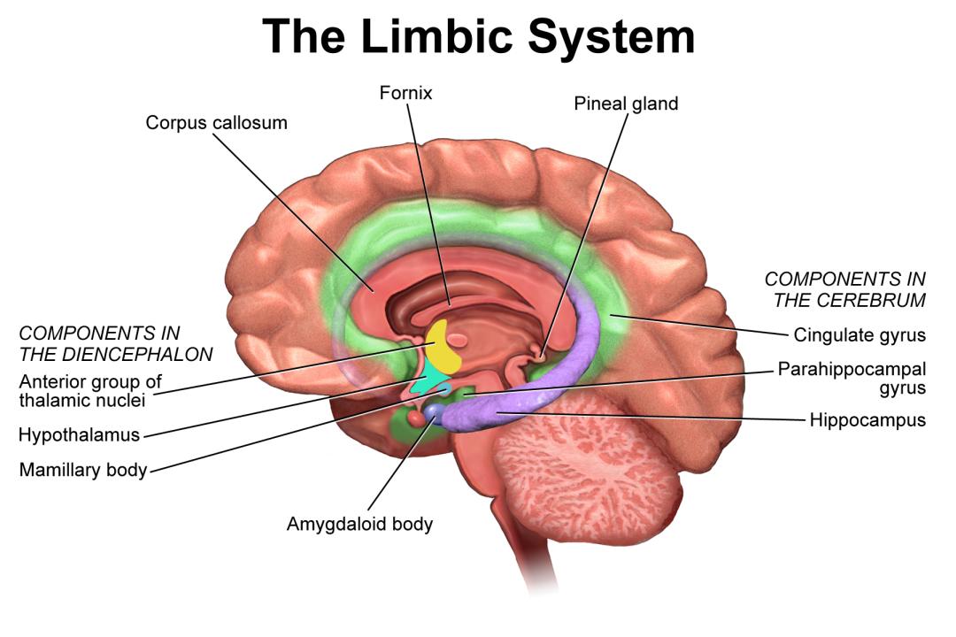 Rappresentazione grafica del sistema limbico