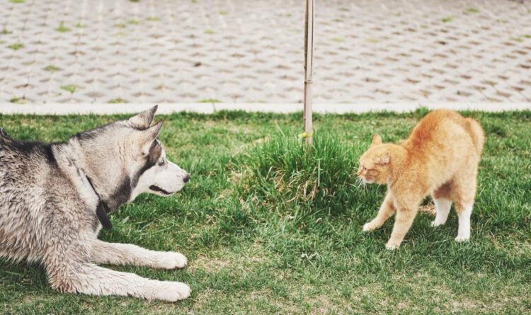 un gatto incontra inaspettatamente un cane ed inarca la schiena