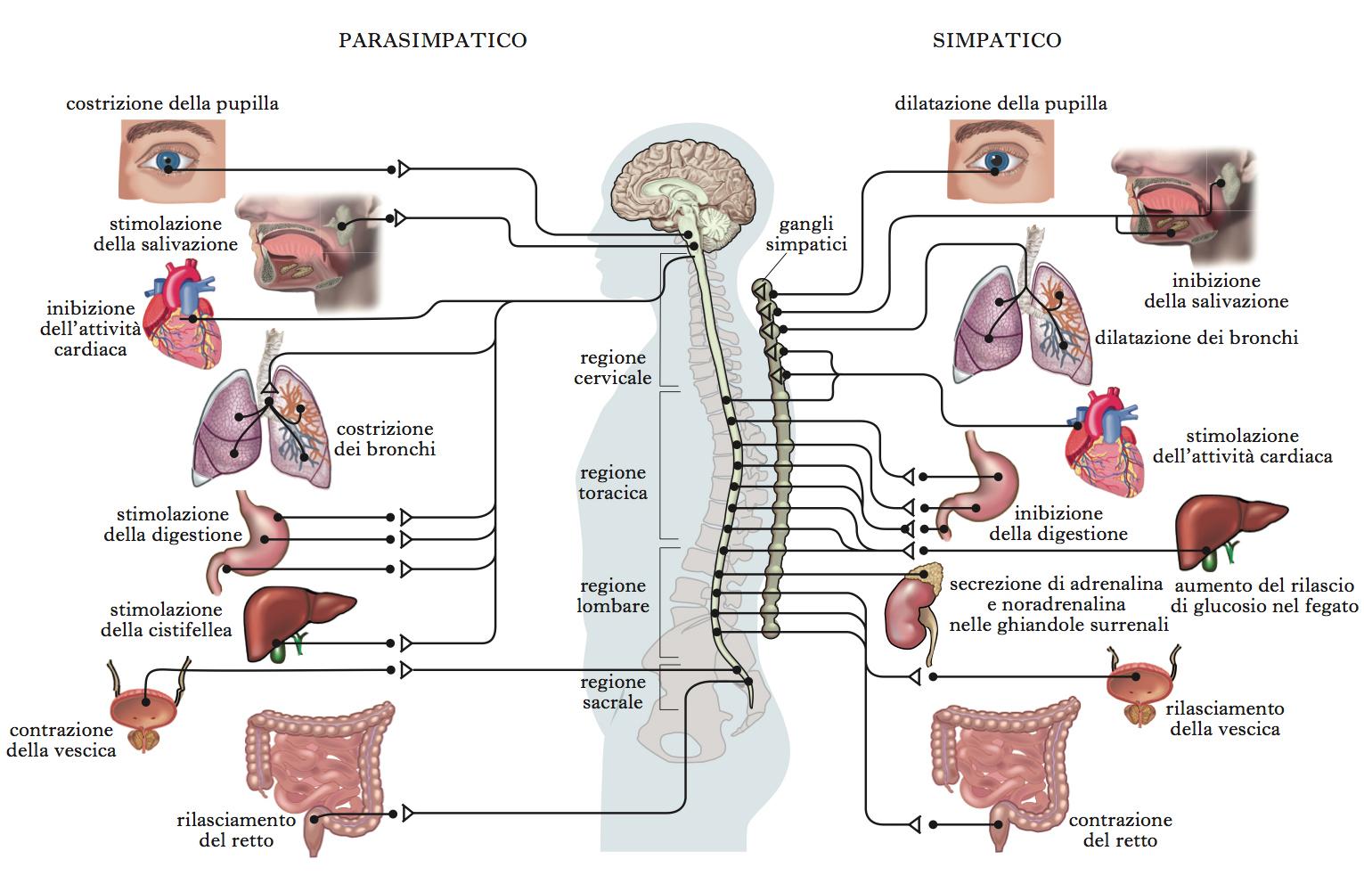 schema delle modificazioni sull'organismo indotte dai sistemi parasimpatico e simpatico