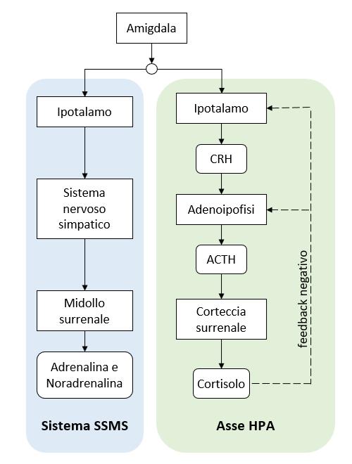 Sistema grafico dei processi che attivano la Reazione di lotta o fuga