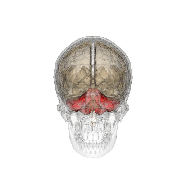 Encefalo umano - immagine 3D del cervelletto