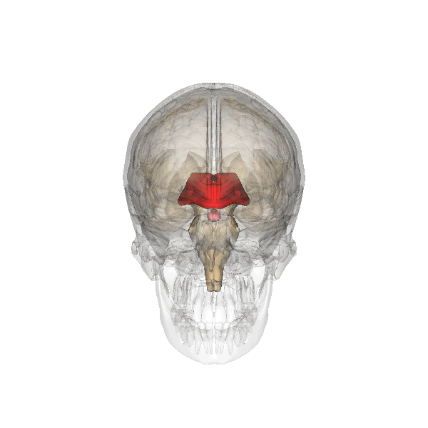 Encefalo umano - immagine 3D del diencefalo