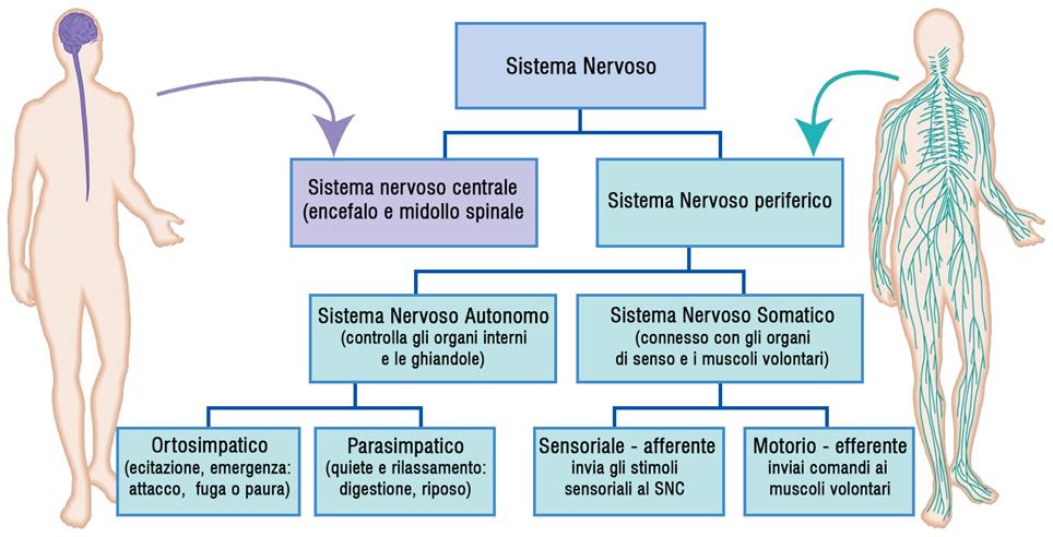 Rappresentazione schematica del sistema nervoso