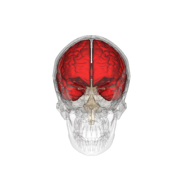 Encefalo umano - immagine 3D del telencefalo