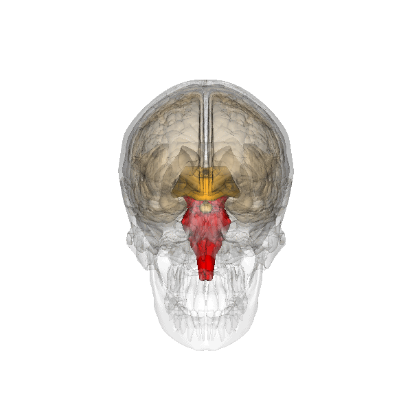 Encefalo umano - immagine 3D del tronco encefalico