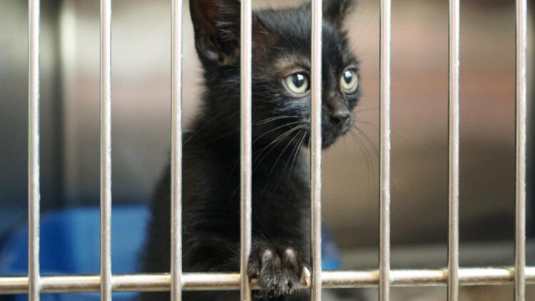 immagine di un gattino nero dietro le sbarre